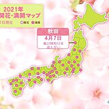 桜前線は依然として急ピッチで北上中　秋田で最も早い満開