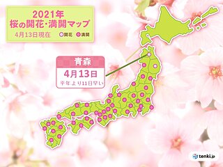 青森で桜開花　統計開始以来もっとも早く　ウメも平年より早い開花