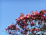 関西　あす火曜日は初夏の陽気　夏日になる所も