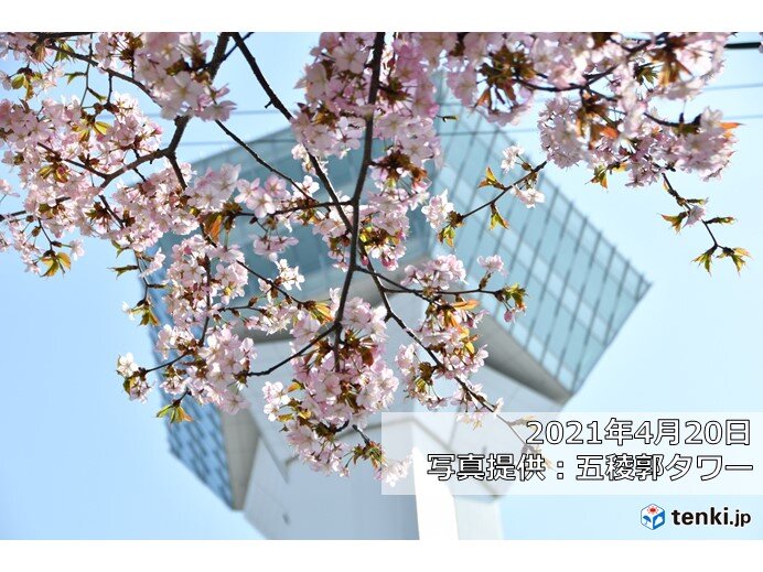 青森の開花から一週間で函館へ