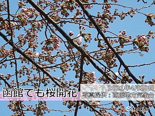 函館で史上2番目の早さでサクラ開花
