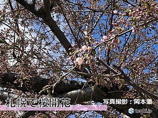 札幌で桜開花 統計史上2番目に早い