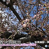 札幌で桜開花　統計史上2番目に早い