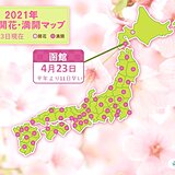 函館で桜満開　統計開始以来2番目の早さ　北海道の気象官署で今年初めて