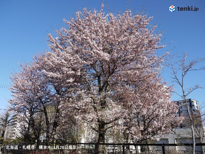 札幌の標本木