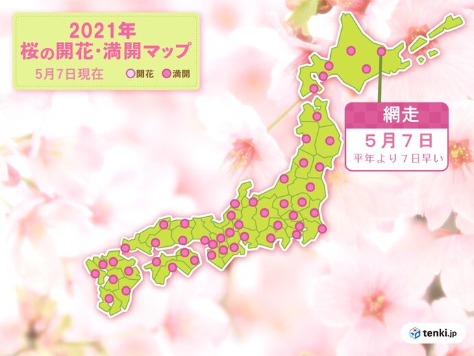 今年初の夏日 になった網走 開花の翌日に 桜が満開 気象予報士 日直主任 21年05月07日 日本気象協会 Tenki Jp