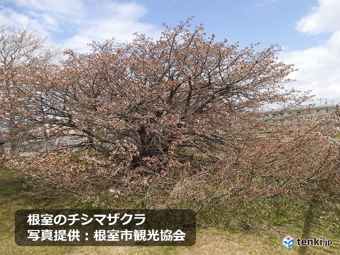 桜前線ゴール 北海道根室で桜開花 気象予報士 持田 浩 21年05月10日 日本気象協会 Tenki Jp