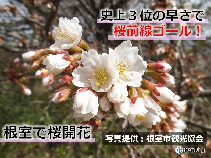 桜前線ゴール 北海道根室で桜開花 気象予報士 持田 浩 21年05月10日 日本気象協会 Tenki Jp