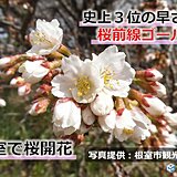 桜前線ゴール!　北海道根室で桜開花