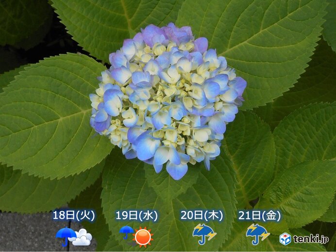 関西　しばらく梅雨空続く　20日(木)と21日(金)は大雨の所も