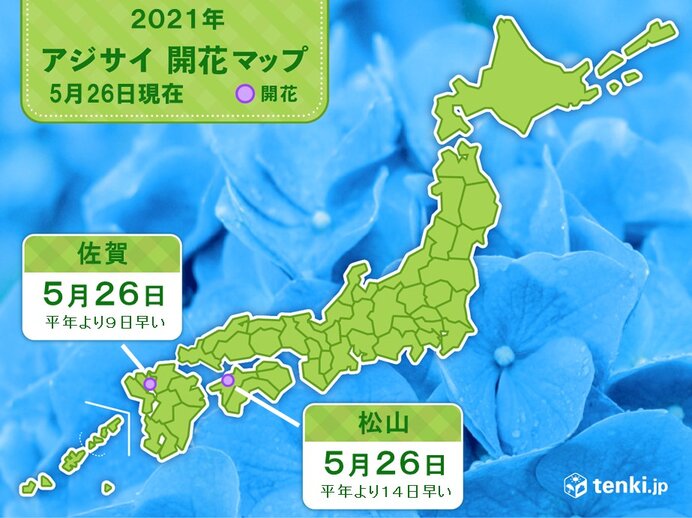 松山と佐賀であじさい開花 平年より1 2週間早く 気象予報士 日直主任 21年05月26日 日本気象協会 Tenki Jp