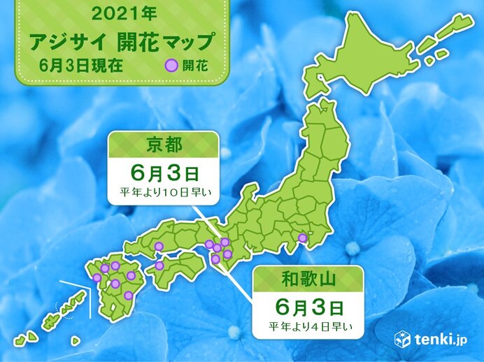 アジサイ 真の花 平年より早いペースで開花 京都では統計開始以来最も早く 気象予報士 日直主任 21年06月03日 日本気象協会 Tenki Jp