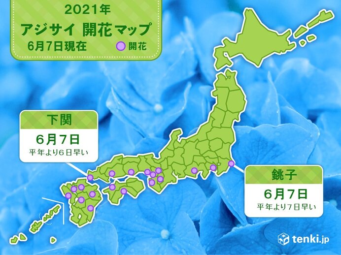 アジサイの開花　銚子と下関でも　平年より早いペース