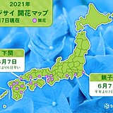 アジサイの開花　銚子と下関でも　平年より早いペース