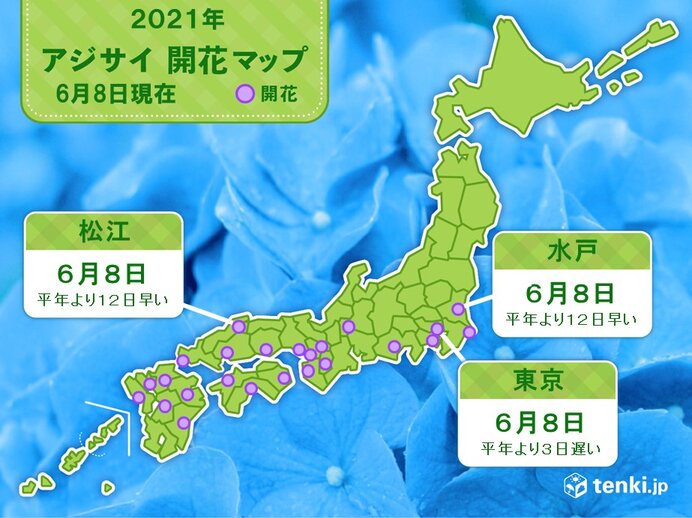 東京都心でアジサイの開花 水戸や松江でも 気象予報士 日直主任 21年06月08日 日本気象協会 Tenki Jp