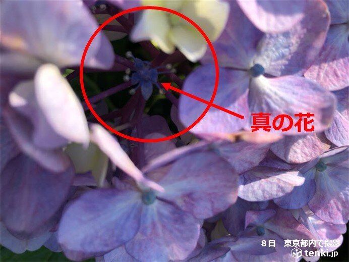 アジサイの開花　観測は真の花