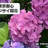 東京都心でアジサイの開花　水戸や松江でも