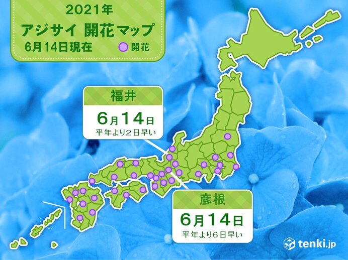 福井と彦根 アジサイ開花 共に平年より早く 気象予報士 日直主任 21年06月14日 日本気象協会 Tenki Jp