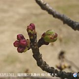 福岡　桜のつぼみ膨らむ