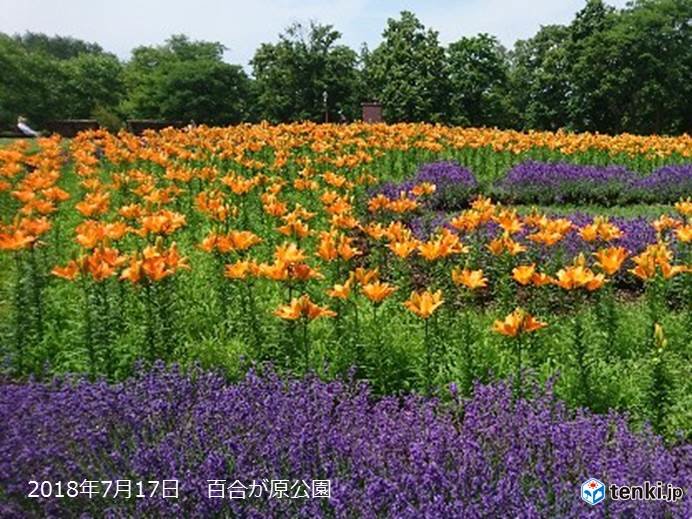 北海道　週末からは夏が本領発揮!