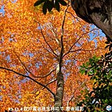 愛知県紅葉　自然のステンドグラス　段戸裏谷原生林