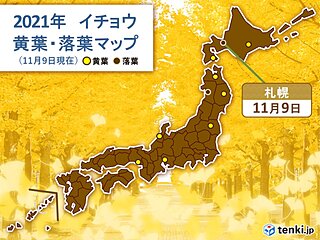 札幌でイチョウやカエデの落葉　晩秋を迎える