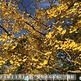 東海地方　紅葉や黄葉　各地で色づく　20日まで穏やかな晴天が続き　散策日和