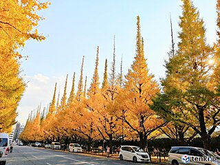 東京・明治神宮外苑のイチョウ並木も見頃に　各地の状況は