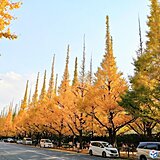 東京・明治神宮外苑のイチョウ並木も見頃に　各地の状況は