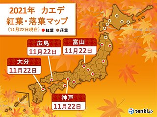 西日本と北陸　カエデの紅葉やイチョウの黄葉の便りが続々と
