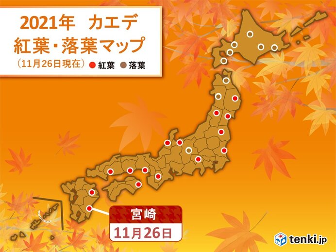 イチョウの黄葉・カエデの紅葉の便り