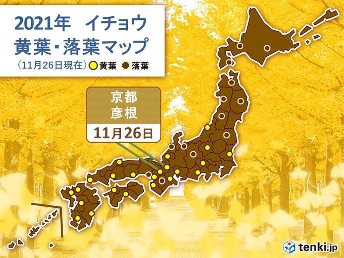 京都と彦根でイチョウが黄葉　宮崎ではカエデが紅葉