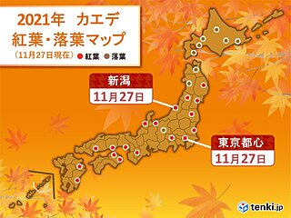 東京でイロハカエデ紅葉　関東はあす28日も紅葉狩り日和