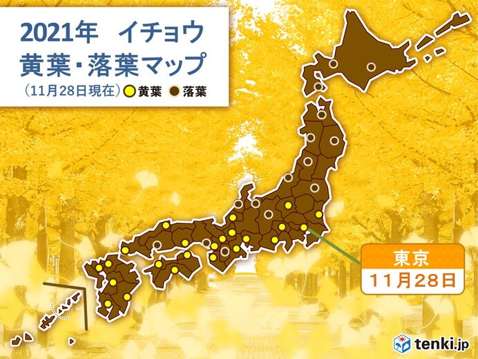 東京でイチョウが黄葉　平年より5日遅い観測