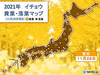 東京でイチョウが黄葉　平年より5日遅い観測