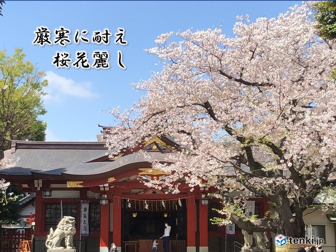 今週末は大学入学共通テスト　備えあれば憂いなし　受験生にサクラサケ