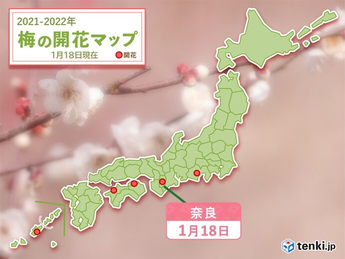 寒空の中 奈良でウメが開花 近畿地方では今シーズン初 気象予報士 日直主任 22年01月18日 日本気象協会 Tenki Jp