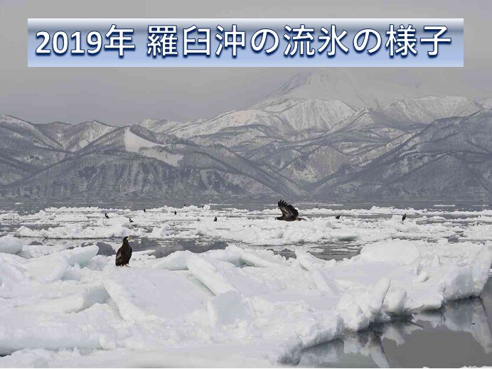 3～4週目(2月5日～18日)　流氷の動きにも注目!