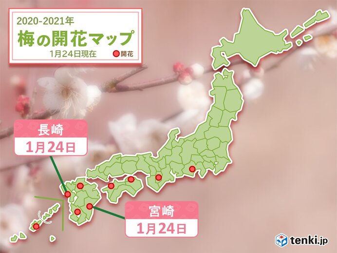 長崎と宮崎で梅開花　きょう24日の最高気温は九州～関東で10℃を超える予想