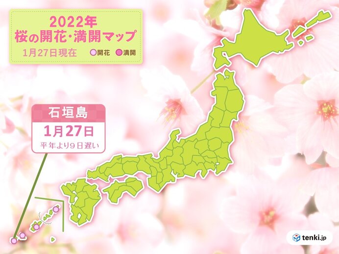石垣島で平年より9日遅く桜(ヒカンザクラ)開花　九州～北海道の桜開花予想は?