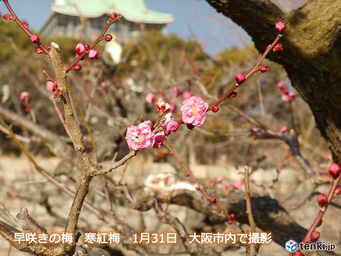 関西 2月は梅見月 ただ前半は気温の低い日が多い 気象予報士 木村 司 22年01月31日 日本気象協会 Tenki Jp