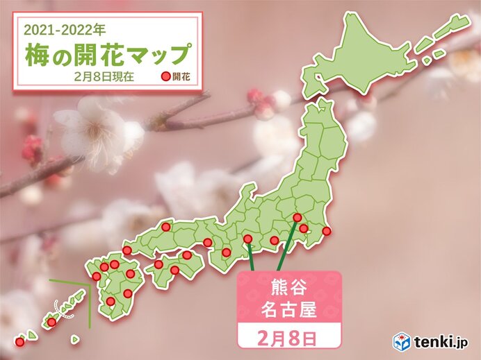名古屋や熊谷でウメが開花　宮古島ではヒカンザクラが満開