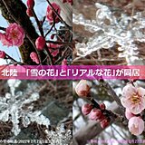 北陸　雪の花とリアルな花が同居　6日頃は寒の戻り　平野部でも再び積雪か