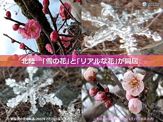 北陸　雪の花とリアルな花が同居　6日頃は寒の戻り　平野部でも再び積雪か