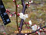 関西　2週間天気　前半は冷え込む日もあるため農作物や体調の管理に注意を!