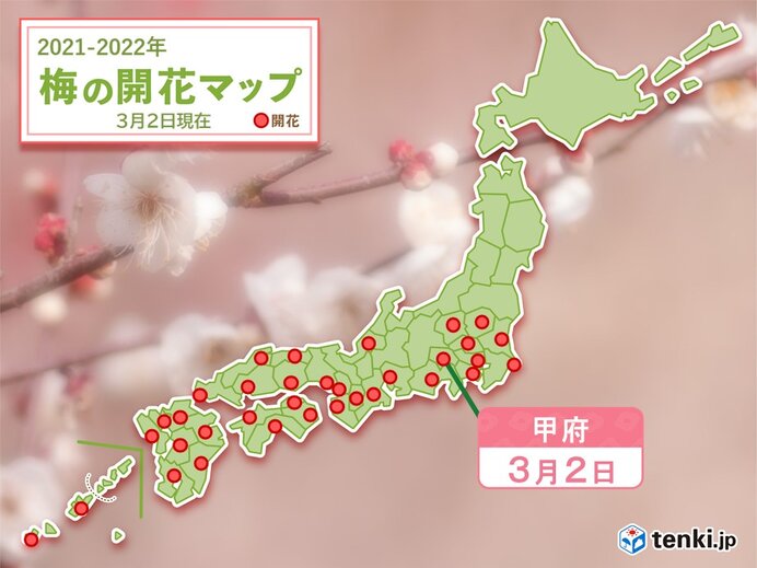 甲府でウメが開花　平年より6日遅い　今年の関東甲信　ウメの開花は各地で遅く