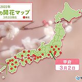 甲府でウメが開花　平年より6日遅い　今年の関東甲信　ウメの開花は各地で遅く