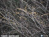 設楽町きららの森　早春の便り　マンサク咲く　週末の天気は?