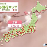 寒さの中、彦根で梅開花　平年より15日遅く　昨年より31日遅い