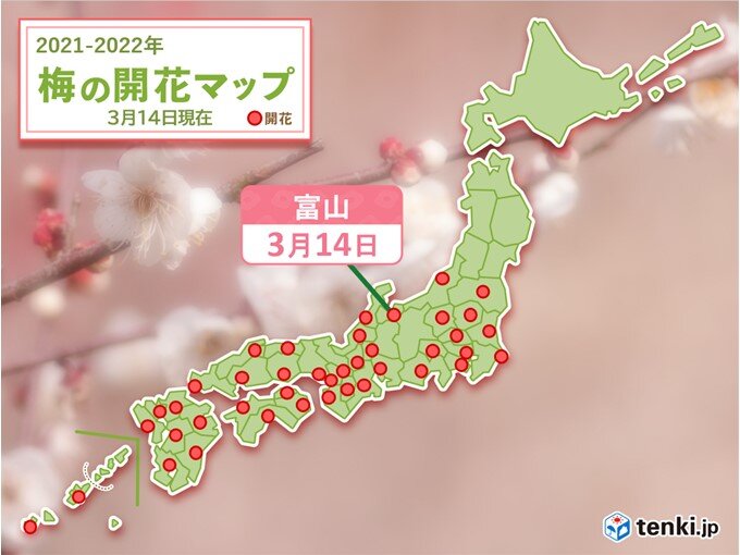富山で梅が開花　平年より12日遅く　昨年より10日遅い